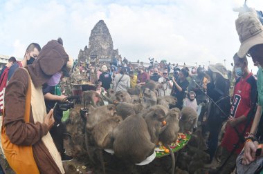 LOPBURI, THAILAND - 27 Kasım 2022: Maymunlar yerel meyve, sebze, salata, yumurta, tatlı yemeyi seviyor ki bu da insanları Phra Prang Sam Yod Tapınağı 'ndaki Maymun Partisi' nde teşekkür etmeye getiriyor..