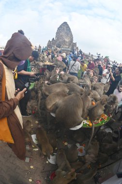 LOPBURI, THAILAND - 27 Kasım 2022: Maymunlar yerel meyve, sebze, salata, yumurta, tatlı yemeyi seviyor ki bu da insanları Phra Prang Sam Yod Tapınağı 'ndaki Maymun Partisi' nde teşekkür etmeye getiriyor..
