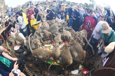 LOPBURI, THAILAND - 27 Kasım 2022: Maymunlar yerel meyve, sebze, salata, yumurta, tatlı yemeyi seviyor ki bu da insanları Phra Prang Sam Yod Tapınağı 'ndaki Maymun Partisi' nde teşekkür etmeye getiriyor..