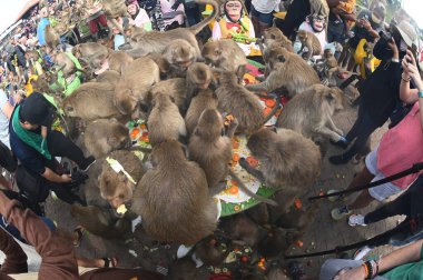 LOPBURI, THAILAND - 27 Kasım 2022: Maymunlar yerel meyve, sebze, salata, yumurta, tatlı yemeyi seviyor ki bu da insanları Phra Prang Sam Yod Tapınağı 'ndaki Maymun Partisi' nde teşekkür etmeye getiriyor..