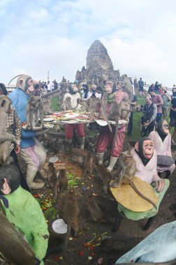 LOPBURI, THAILAND - 27 Kasım 2022: Maymunlar yerel meyve, sebze, salata, yumurta, tatlı yemeyi seviyor ki bu da insanları Phra Prang Sam Yod Tapınağı 'ndaki Maymun Partisi' nde teşekkür etmeye getiriyor..