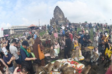 LOPBURI, THAILAND - 27 Kasım 2022: Maymunlar yerel meyve, sebze, salata, yumurta, tatlı yemeyi seviyor ki bu da insanları Phra Prang Sam Yod Tapınağı 'ndaki Maymun Partisi' nde teşekkür etmeye getiriyor..