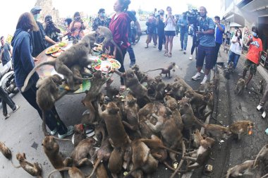 LOPBURI, THAILAND - 27 Kasım 2022: Maymunlar yerel meyve, sebze, salata, yumurta, tatlı yemeyi seviyor ki bu da insanları Phra Prang Sam Yod Tapınağı 'ndaki Maymun Partisi' nde teşekkür etmeye getiriyor..