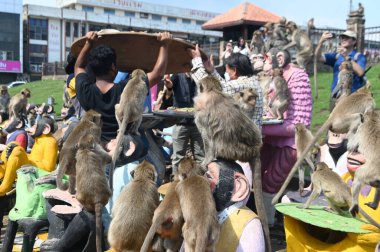 LOPBURI, THAILAND - 27 Kasım 2022: Maymunlar yerel meyve, sebze, salata, yumurta, tatlı yemeyi seviyor ki bu da insanları Phra Prang Sam Yod Tapınağı 'ndaki Maymun Partisi' nde teşekkür etmeye getiriyor..