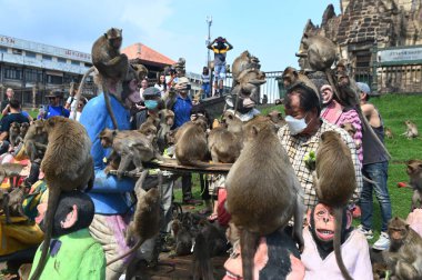 LOPBURI, THAILAND - 27 Kasım 2022: Maymunlar yerel meyve, sebze, salata, yumurta, tatlı yemeyi seviyor ki bu da insanları Phra Prang Sam Yod Tapınağı 'ndaki Maymun Partisi' nde teşekkür etmeye getiriyor..
