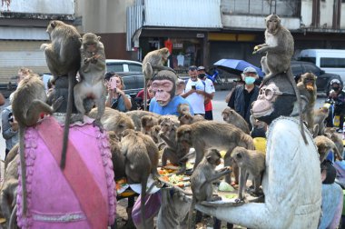LOPBURI, THAILAND - 27 Kasım 2022: Maymunlar yerel meyve, sebze, salata, yumurta, tatlı yemeyi seviyor ki bu da insanları Phra Prang Sam Yod Tapınağı 'ndaki Maymun Partisi' nde teşekkür etmeye getiriyor..