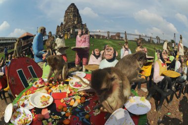 LOPBURI, THAILAND - 27 Kasım 2022: Maymunlar yerel meyve, sebze, salata, yumurta, tatlı yemeyi seviyor ki bu da insanları Phra Prang Sam Yod Tapınağı 'ndaki Maymun Partisi' nde teşekkür etmeye getiriyor..