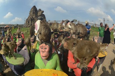 LOPBURI, THAILAND - 27 Kasım 2022: Maymunlar yerel meyve, sebze, salata, yumurta, tatlı yemeyi seviyor ki bu da insanları Phra Prang Sam Yod Tapınağı 'ndaki Maymun Partisi' nde teşekkür etmeye getiriyor..