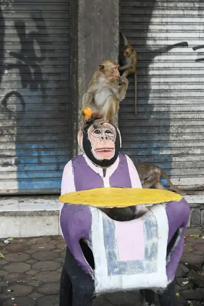 Maymunlar yerel meyve, sebze, salata, yumurta yemeyi seviyor. Bu da insanları Phra Prang Sam Yod Tapınağı 'ndaki Maymun partisinde teşekkür etmeye getiriyor. Lopburi şehri..