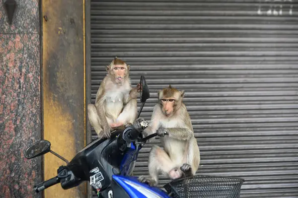 LOPBURI, THAILAND - 27 Kasım 2022: Maymunlar motosiklete tırmanıyor ve Phra Prang Sam Yod Tapınağı 'ndaki Maymun Partisi' nde teşekkür etmek için yerel meyve, sebze, salata, yumurta ve tatlı yemekten zevk alıyorlar..