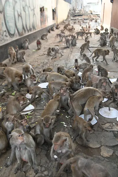 Maymunlar yerel meyve, sebze, salata, yumurta yemeyi seviyor. Bu da insanları Phra Prang Sam Yod Tapınağı 'ndaki Maymun partisinde teşekkür etmeye getiriyor. Lopburi şehri..