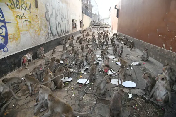 Maymunlar yerel meyve, sebze, salata, yumurta yemeyi seviyor. Bu da insanları Phra Prang Sam Yod Tapınağı 'ndaki Maymun partisinde teşekkür etmeye getiriyor. Lopburi şehri..