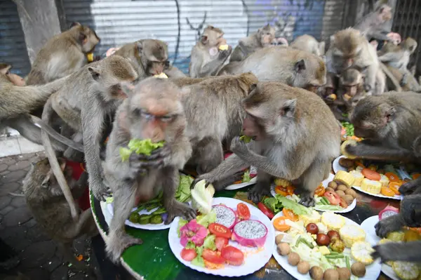 Maymunlar yerel meyve, sebze, salata, yumurta yemeyi seviyor. Bu da insanları Phra Prang Sam Yod Tapınağı 'ndaki Maymun partisinde teşekkür etmeye getiriyor. Lopburi şehri..
