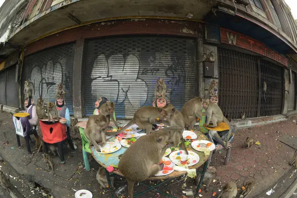 Maymunlar yerel meyve, sebze, salata, yumurta yemeyi seviyor. Bu da insanları Phra Prang Sam Yod Tapınağı 'ndaki Maymun partisinde teşekkür etmeye getiriyor. Lopburi şehri..
