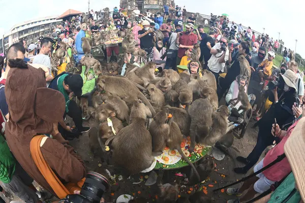 LOPBURI, THAILAND - 27 Kasım 2022: Maymunlar yerel meyve, sebze, salata, yumurta, tatlı yemeyi seviyor ki bu da insanları Phra Prang Sam Yod Tapınağı 'ndaki Maymun Partisi' nde teşekkür etmeye getiriyor..