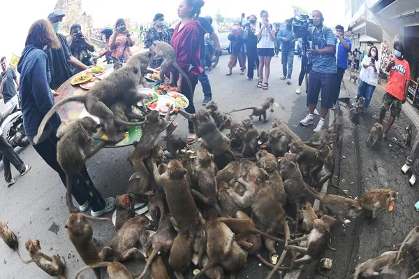 LOPBURI, THAILAND - 27 Kasım 2022: Maymunlar yerel meyve, sebze, salata, yumurta, tatlı yemeyi seviyor ki bu da insanları Phra Prang Sam Yod Tapınağı 'ndaki Maymun Partisi' nde teşekkür etmeye getiriyor..