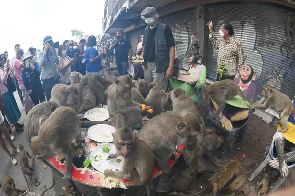 LOPBURI, THAILAND - 27 Kasım 2022: Maymunlar yerel meyve, sebze, salata, yumurta, tatlı yemeyi seviyor ki bu da insanları Phra Prang Sam Yod Tapınağı 'ndaki Maymun Partisi' nde teşekkür etmeye getiriyor..
