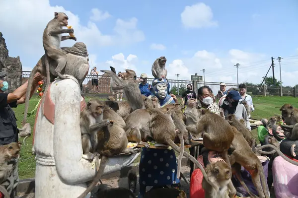 LOP BURI, THAILAND - 27 Kasım 2022: Maymunlar, Phra Prang Sam Yod Tapınağı 'ndaki Maymun Partisi' nde teşekkür etmek için getirdikleri yerel meyve, sebze, salata, yumurta, tatlı yemeyi seviyorlar..