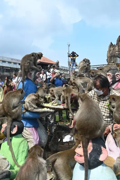 LOPBURI, THAILAND - 27 Kasım 2022: Maymunlar yerel meyve, sebze, salata, yumurta, tatlı yemeyi seviyor ki bu da insanları Phra Prang Sam Yod Tapınağı 'ndaki Maymun Partisi' nde teşekkür etmeye getiriyor..