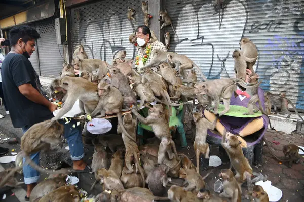 LOPBURI, THAILAND - 27 Kasım 2022: Maymunlar yerel meyve, sebze, salata, yumurta, tatlı yemeyi seviyor ki bu da insanları Phra Prang Sam Yod Tapınağı 'ndaki Maymun Partisi' nde teşekkür etmeye getiriyor..