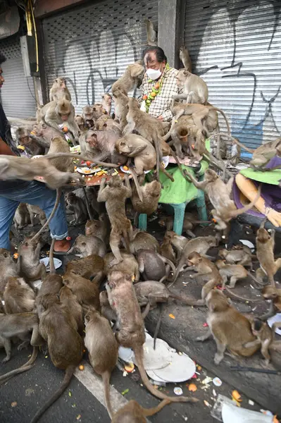LOPBURI, THAILAND - 27 Kasım 2022: Maymunlar yerel meyve, sebze, salata, yumurta, tatlı yemeyi seviyor ki bu da insanları Phra Prang Sam Yod Tapınağı 'ndaki Maymun Partisi' nde teşekkür etmeye getiriyor..