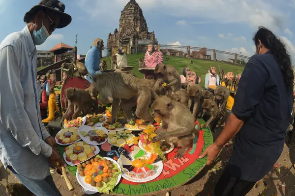 LOPBURI, THAILAND - 27 Kasım 2022: Maymunlar yerel meyve, sebze, salata, yumurta, tatlı yemeyi seviyor ki bu da insanları Phra Prang Sam Yod Tapınağı 'ndaki Maymun Partisi' nde teşekkür etmeye getiriyor..