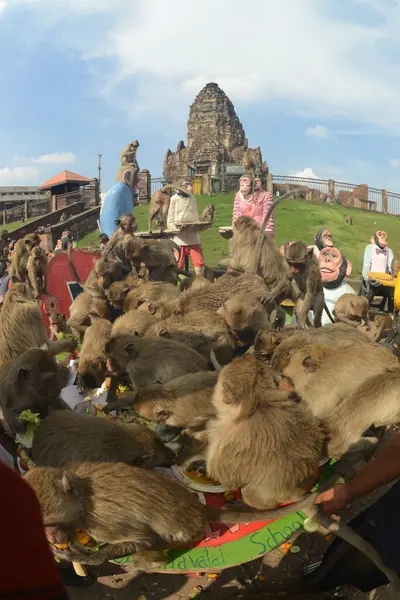 LOPBURI, THAILAND - 27 Kasım 2022: Maymunlar yerel meyve, sebze, salata, yumurta, tatlı yemeyi seviyor ki bu da insanları Phra Prang Sam Yod Tapınağı 'ndaki Maymun Partisi' nde teşekkür etmeye getiriyor..