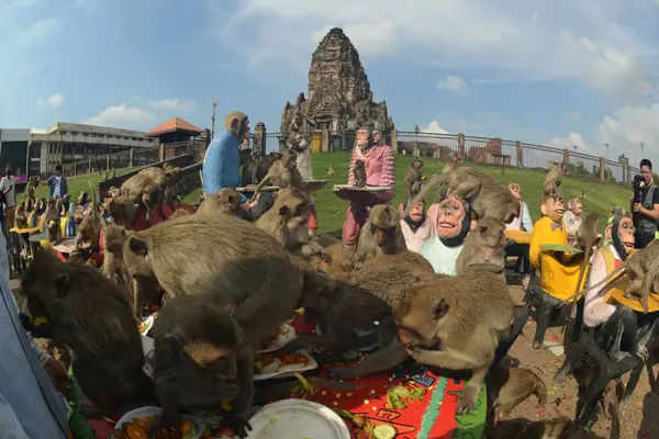 LOPBURI, THAILAND - 27 Kasım 2022: Maymunlar yerel meyve, sebze, salata, yumurta, tatlı yemeyi seviyor ki bu da insanları Phra Prang Sam Yod Tapınağı 'ndaki Maymun Partisi' nde teşekkür etmeye getiriyor..