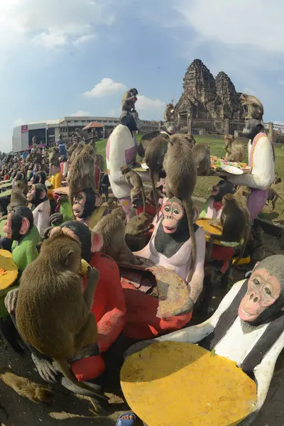 LOPBURI, THAILAND - 27 Kasım 2022: Maymunlar yerel meyve, sebze, salata, yumurta, tatlı yemeyi seviyor ki bu da insanları Phra Prang Sam Yod Tapınağı 'ndaki Maymun Partisi' nde teşekkür etmeye getiriyor..