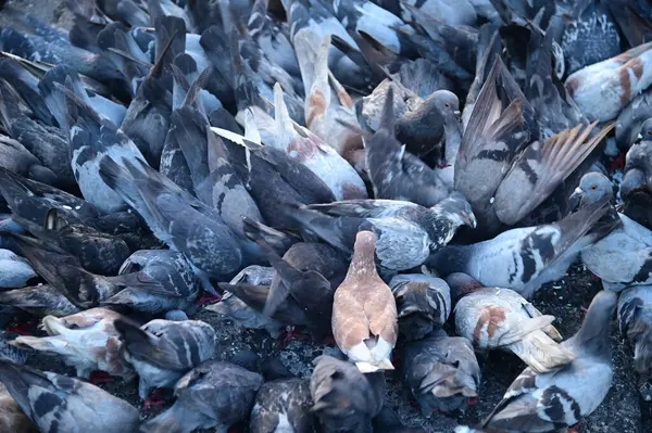 Güvercinlerin dokusu ya da arka planı yerde yemek yemek için toplanır..