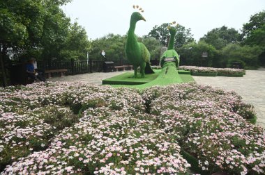 Çiçek bahçesi ve Çin 'in Henan Eyaleti' ndeki en güzel jeopark olan Yuntaishan Park 'taki bir Budist tapınağının önünde iki tavus kuşu heykeli..