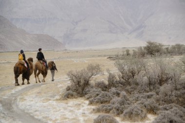 LADAKH, Hindistan - 16 Mayıs 2019: Tanımlanamayan turistler, Nubra Vadisi 'ne özgü Bactrian devesine binebilirler. Serin çöl manzarası, kum tepeleri ve ilginç yerel kültürüyle ünlü ilginç bir turistik merkezdir..