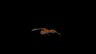 Siyah arka planda uçan kelebeğin 4K animasyonu.