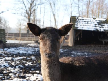 Portrait of a female deer clipart