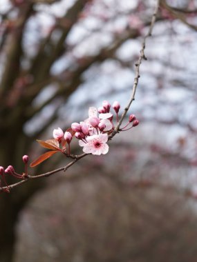 Romantik Pembe Ağaç Tam İhtişamla Çiçek Açıyor