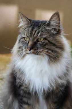 Beyaz Göğsü Yakın Çekim Portresi ile Zarif Gri Kedi