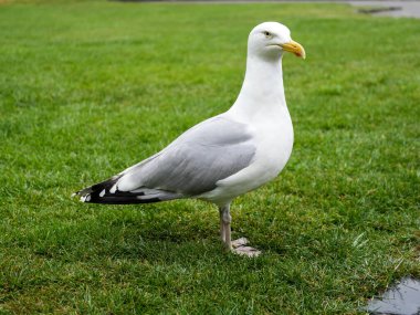 Yeşil parkın üzerinde süzülen yalnız martı.