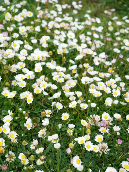 Yeşil doğada beyaz papatyalar