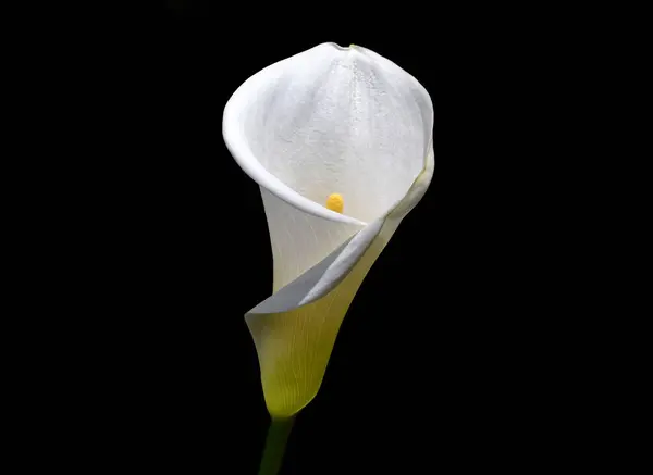 Bahçede zambak var. Alcatraz