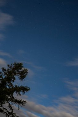 Bir ağaç silüetiyle yıldızlı bir gece gökyüzünün bu sakin görüntüsü doğa teması, arka plan, duvar sanatı, pazarlama, kitap kapakları ve ilham verici içerik için mükemmeldir..