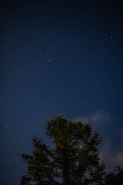 Bir ağaç silüetiyle yıldızlı bir gece gökyüzünün bu sakin görüntüsü doğa teması, arka plan, duvar sanatı, pazarlama, kitap kapakları ve ilham verici içerik için mükemmeldir..