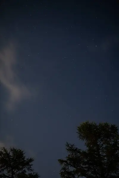 Bir ağaç silüetiyle yıldızlı bir gece gökyüzünün bu sakin görüntüsü doğa teması, arka plan, duvar sanatı, pazarlama, kitap kapakları ve ilham verici içerik için mükemmeldir..