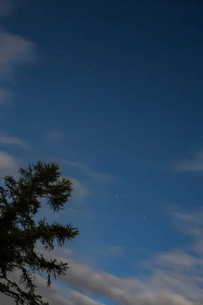 stock image This serene image of a starry night sky with a tree silhouette is perfect for nature themes, backgrounds, wall art, marketing, book covers, and inspirational content.