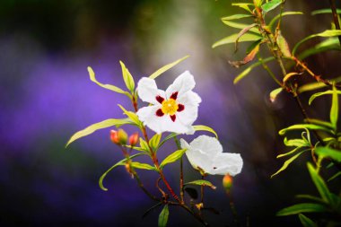 Kırmızı merkezli canlı beyaz çiçeklerin yakın plan fotoğrafı, rengarenk bir arka planla vurgulanarak güzelliklerini arttırıyor.