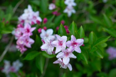 Narin pembe ve beyaz çiçekler yemyeşil alanlarda güzelleşerek doğal temalı projeler için mükemmel hale geliyorlar.