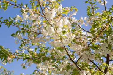 Parlak mavi bir gökyüzünün altında çiçek açmış güzel bir kiraz ağacının nefes kesici manzarası.