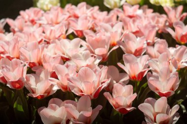 Zarif pembe lalelerin göz kamaştırıcı ve canlı bir görüntüsü güzelliğin güzelliğini gözler önüne seriyor.