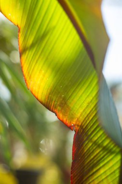 Güneş ışığıyla aydınlatılan bir yaprağın karmaşık ayrıntılarını ve renklerini gösteren canlı bir yakın çekim görüntüsü.