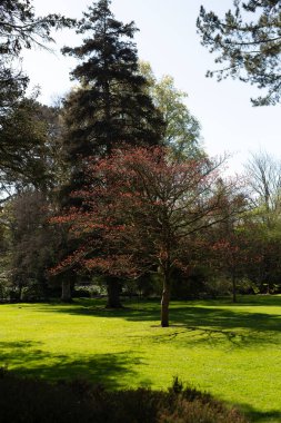 Huzurlu bir bahar ortamında, çiçek açan bir ağaç gururla durur, çevresi yemyeşil ve canlı yeşilliklerle çevrilidir.