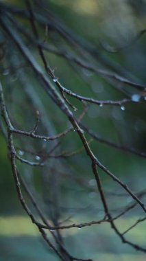 Huzurlu bir yerde çiğ tanecikli dalların huzur veren güzelliğini tecrübe et, doğa aşıkları için mükemmel.